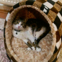 Tekir Kedi, Kedi  Kahve fotoğrafı