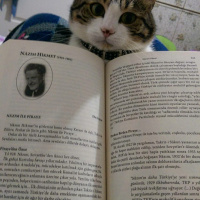 Tekir Kedi, Kedi  Kahve fotoğrafı