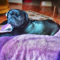 Pug, Köpek  Luca fotoğrafı