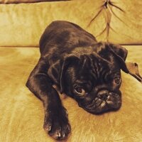 Pug, Köpek  Luca fotoğrafı