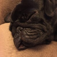 Pug, Köpek  Luca fotoğrafı