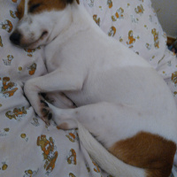 Jack Russell Terrier, Köpek  Milka fotoğrafı