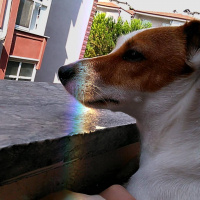 Jack Russell Terrier, Köpek  Milka fotoğrafı