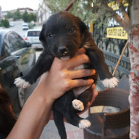 Kangal, Köpek  ACİLL! 6 TANE YAVRU KÖPEĞİME ÖMÜRLÜK YUVA ARIYORUM fotoğrafı