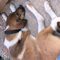 Sokö (Sokak Köpeği), Köpek  Duman fotoğrafı