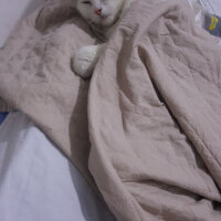 Scottish Fold, Kedi  iskoç fotoğrafı