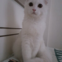 Scottish Fold, Kedi  iskoç fotoğrafı