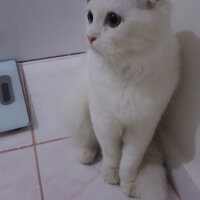 Scottish Fold, Kedi  iskoç fotoğrafı