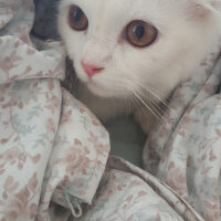 Scottish Fold, Kedi  iskoç fotoğrafı