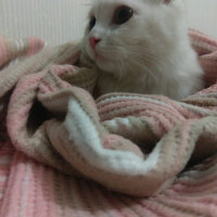 Scottish Fold, Kedi  iskoç fotoğrafı