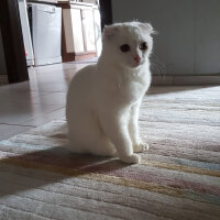 Scottish Fold, Kedi  iskoç fotoğrafı