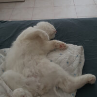 Scottish Fold, Kedi  iskoç fotoğrafı