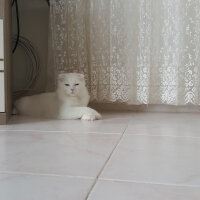 Scottish Fold, Kedi  iskoç fotoğrafı