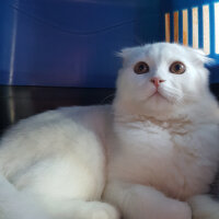 Scottish Fold, Kedi  iskoç fotoğrafı