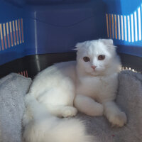 Scottish Fold, Kedi  iskoç fotoğrafı