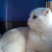 Scottish Fold, Kedi  iskoç fotoğrafı