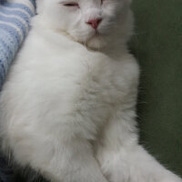 Scottish Fold, Kedi  iskoç fotoğrafı