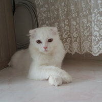 Scottish Fold, Kedi  iskoç fotoğrafı