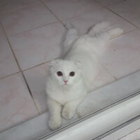 Scottish Fold, Kedi  iskoç fotoğrafı