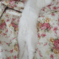 Scottish Fold, Kedi  iskoç fotoğrafı