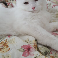 Scottish Fold, Kedi  iskoç fotoğrafı