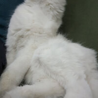 Scottish Fold, Kedi  iskoç fotoğrafı