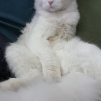 Scottish Fold, Kedi  iskoç fotoğrafı