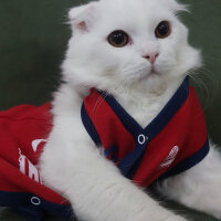 Scottish Fold, Kedi  iskoç fotoğrafı