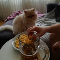 İran Kedisi (Persian), Kedi  Maru fotoğrafı