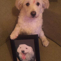 Maltese, Köpek  HAYDARİ fotoğrafı