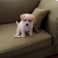 Maltese, Köpek  HAYDARİ fotoğrafı