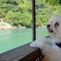 Maltese, Köpek  puffy fotoğrafı