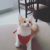 Tekir Kedi, Kedi  Romeo fotoğrafı