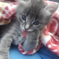 Soke, Kedi  İsis fotoğrafı