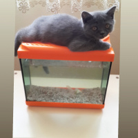 British Shorthair, Kedi  Rıfkı fotoğrafı