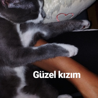 British Shorthair, Kedi  Minnok fotoğrafı