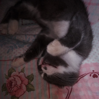 British Shorthair, Kedi  Minnok fotoğrafı