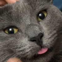 British Shorthair, Kedi  Bıdık fotoğrafı