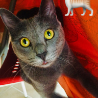 British Shorthair, Kedi  Bıdık fotoğrafı