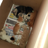 Tekir Kedi, Kedi  kedicikler fotoğrafı