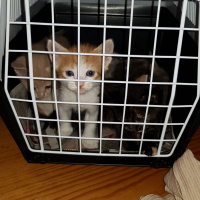 Tekir Kedi, Kedi  kedicikler fotoğrafı