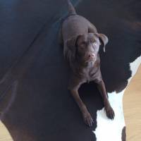 Labrador Retriever, Köpek  HERA fotoğrafı