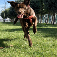 Labrador Retriever, Köpek  HERA fotoğrafı