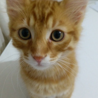 Tekir Kedi, Kedi  Ekrem fotoğrafı
