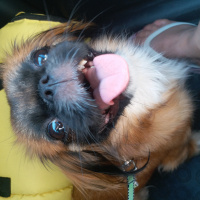 Pekingese, Köpek  karanfil fotoğrafı
