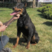 Doberman Pinscher, Köpek  kral fotoğrafı