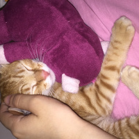 Tekir Kedi, Kedi  Sosis fotoğrafı