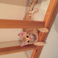 Tekir Kedi, Kedi  Sosis fotoğrafı