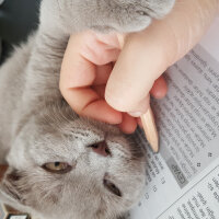 Scottish Fold, Kedi  Nietzche fotoğrafı