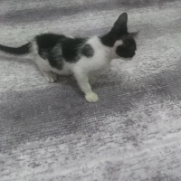 Tekir Kedi, Kedi  Rio fotoğrafı